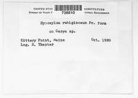 Hypoxylon rubiginosum image